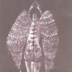 cerberus shoal - homb - temporary residence-1999
