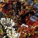 gianni gebbia & damon smith & weasel walter - lichens - ugEXPLODE - 2007